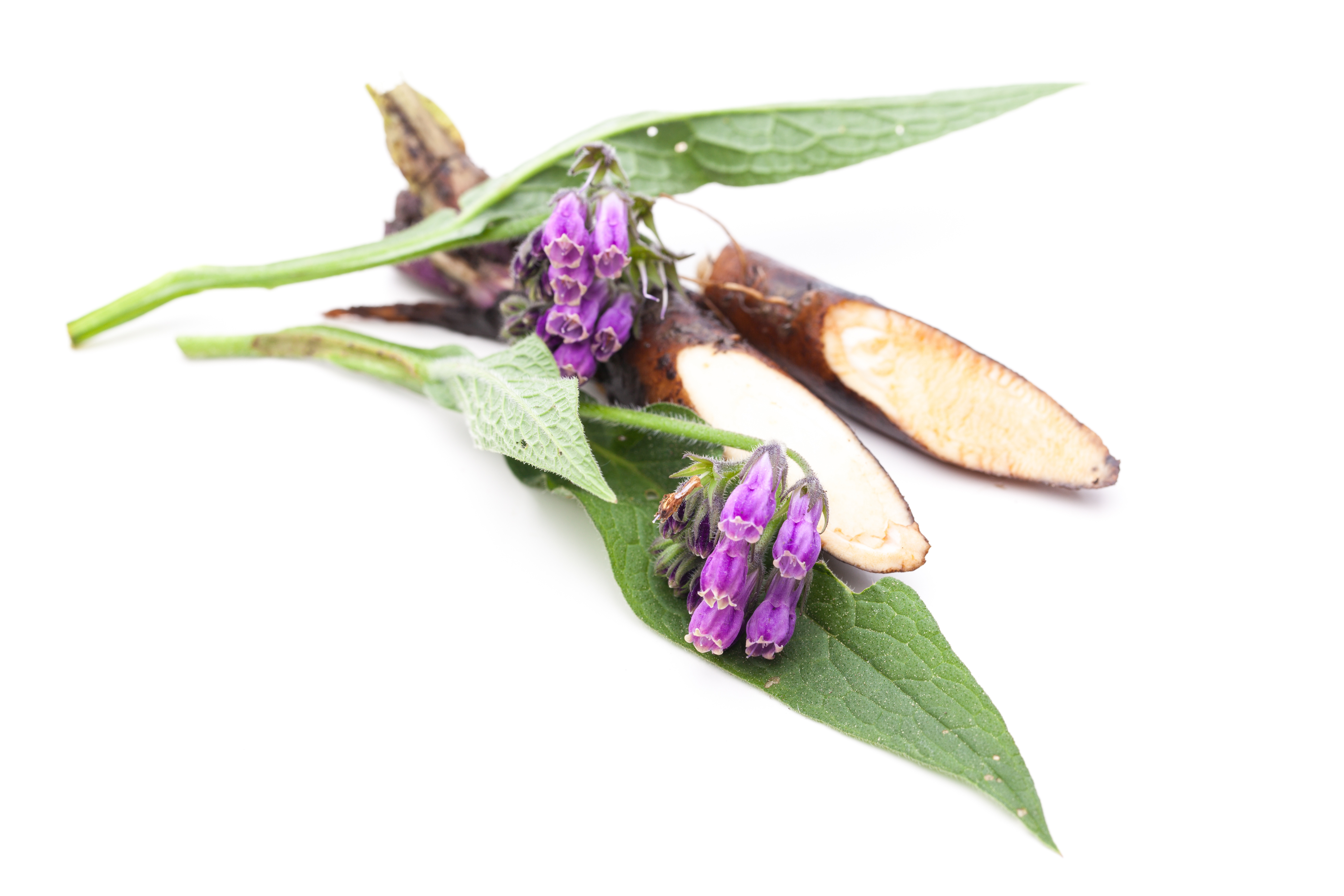 Echter Beinwell, eine Pflanze, aus der Allantoin hergestellt wird, mit lila Blüten und Wurzeln auf weißem Hintergrund