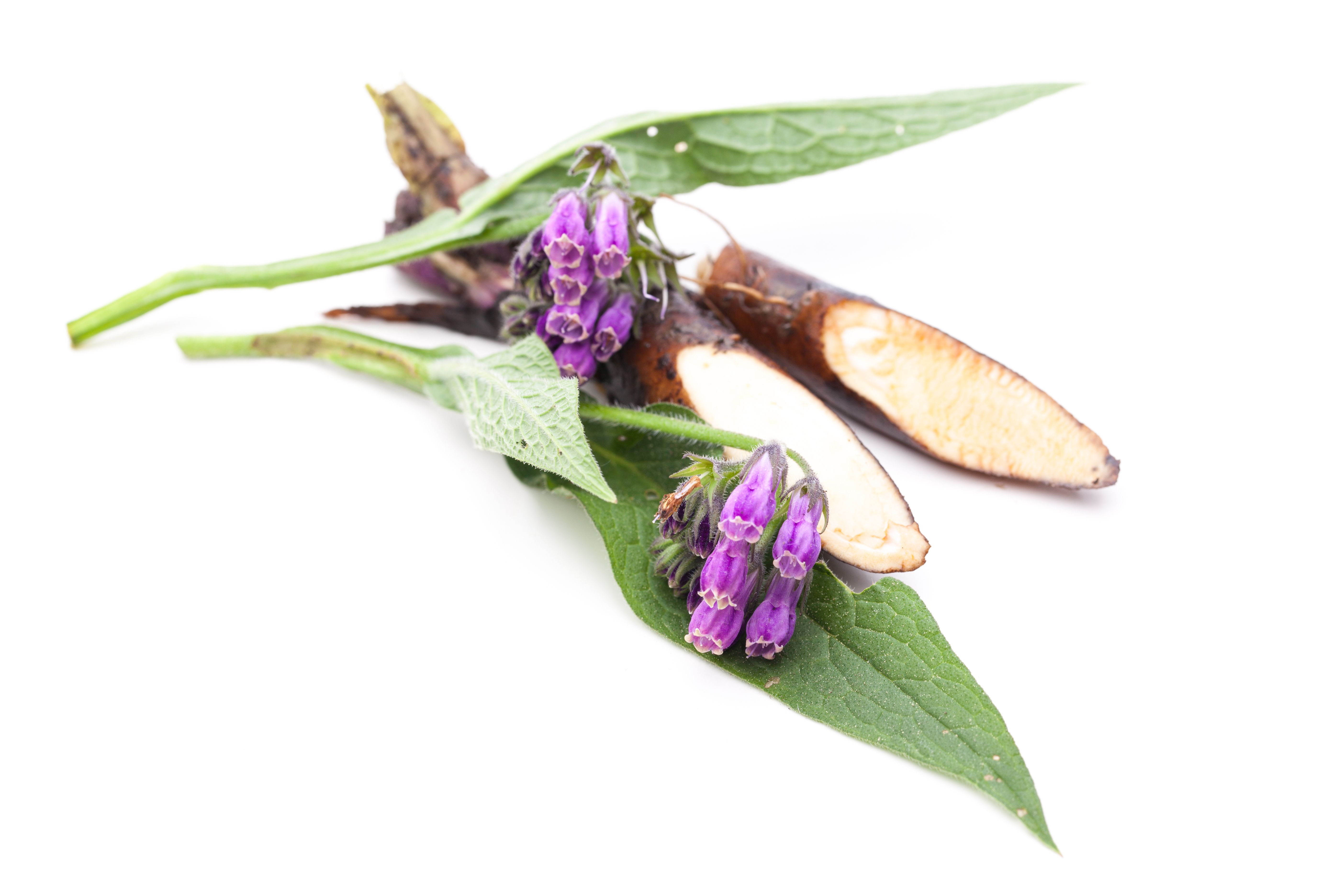 Echter Beinwell, eine Pflanze, aus der Allantoin hergestellt wird, mit lila Blüten und Wurzeln auf weißem Hintergrund