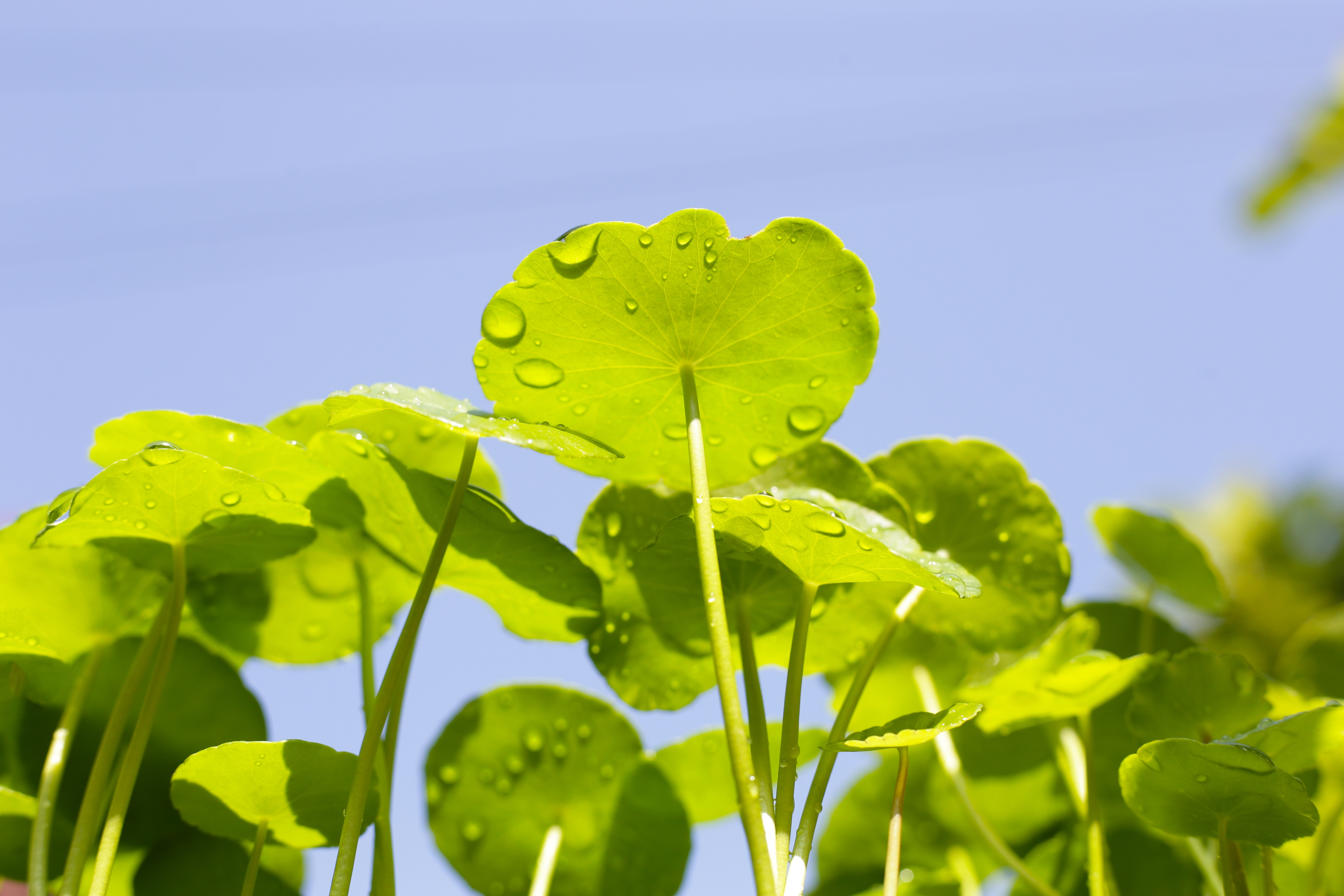 Blätter der Centella Pflanze vor einem hellblauen Himmel