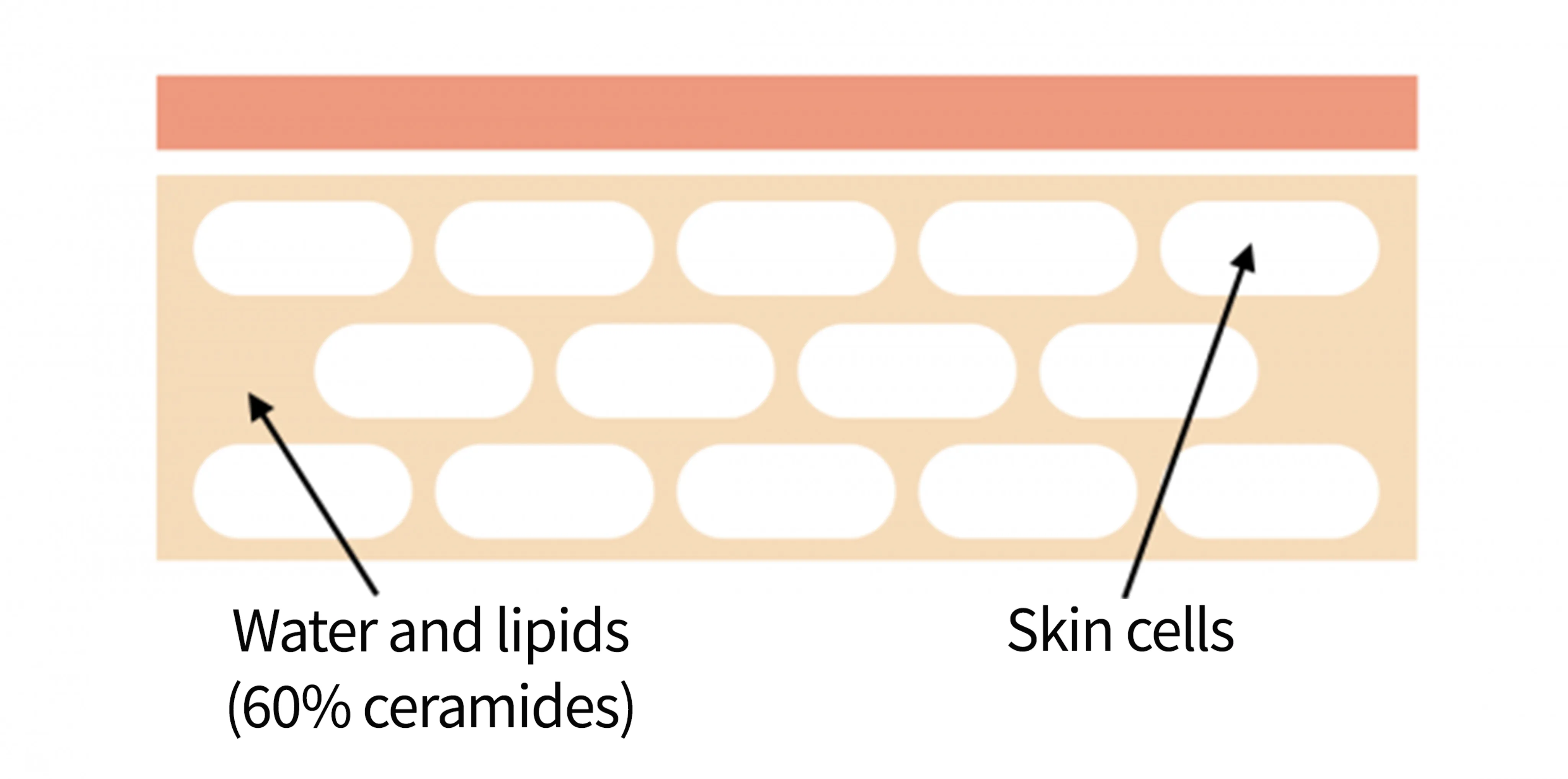 Occurrence of ceramides in the skin layer