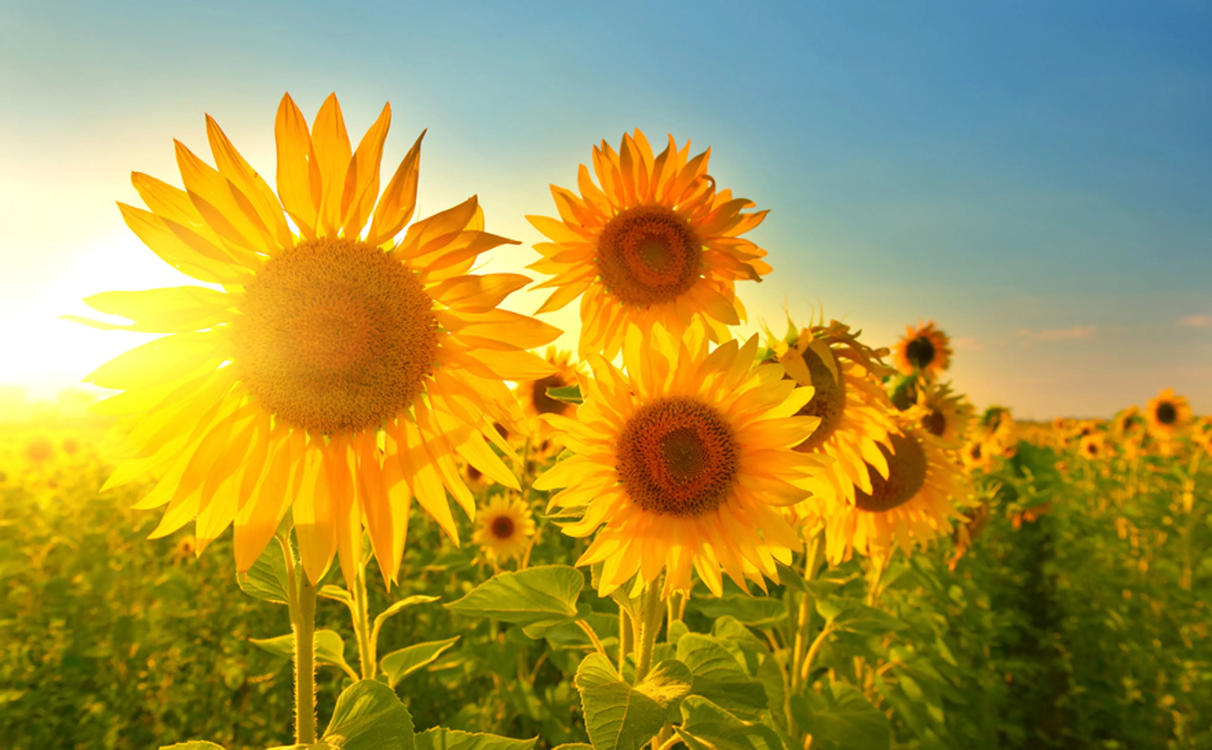 Sonnenblumenöl mit hohem Vitamin E Anteil