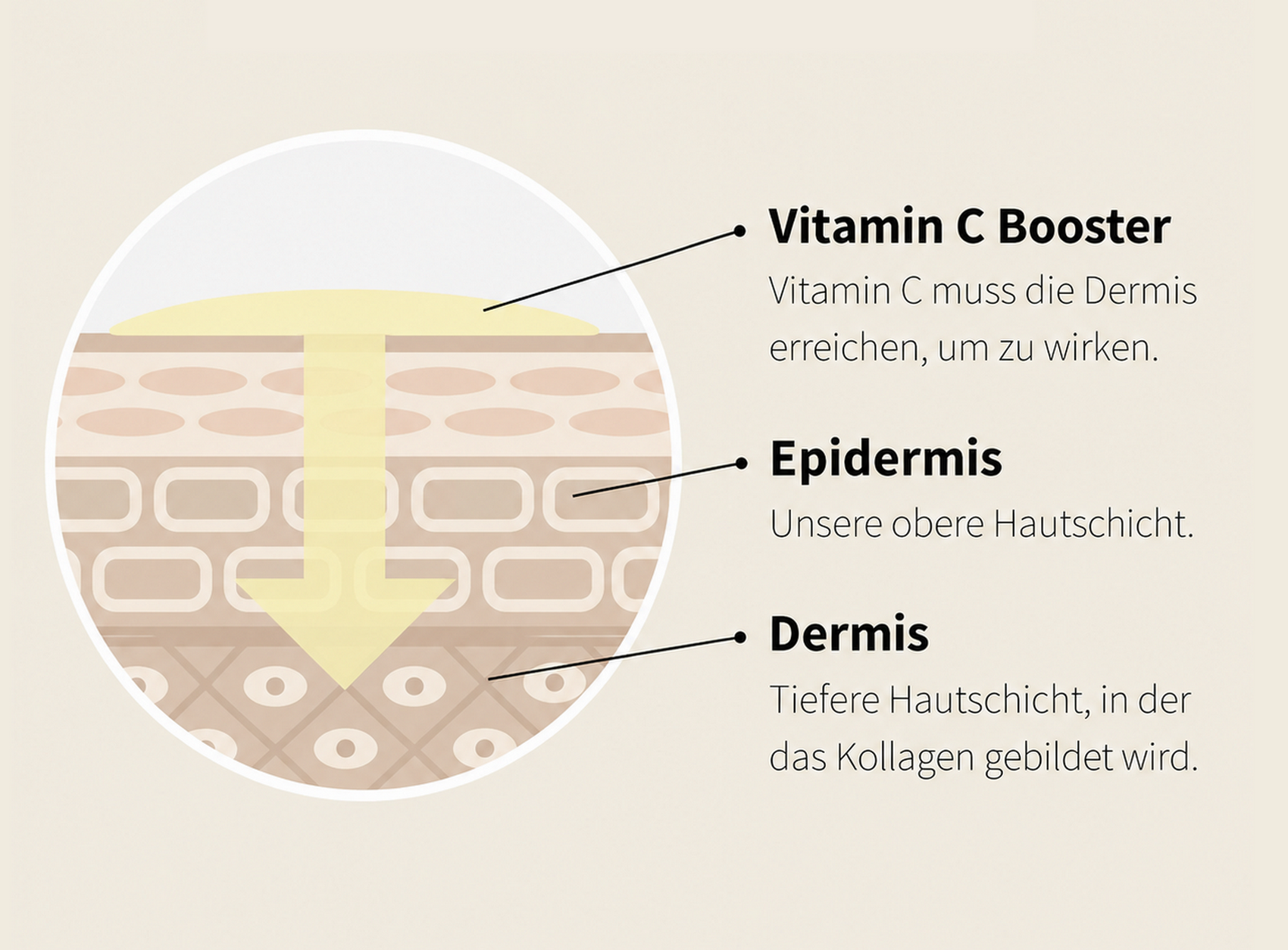 Vereinfachte Darstellung der untersuchten Penetration von Vitamin C durch die Hautschichten