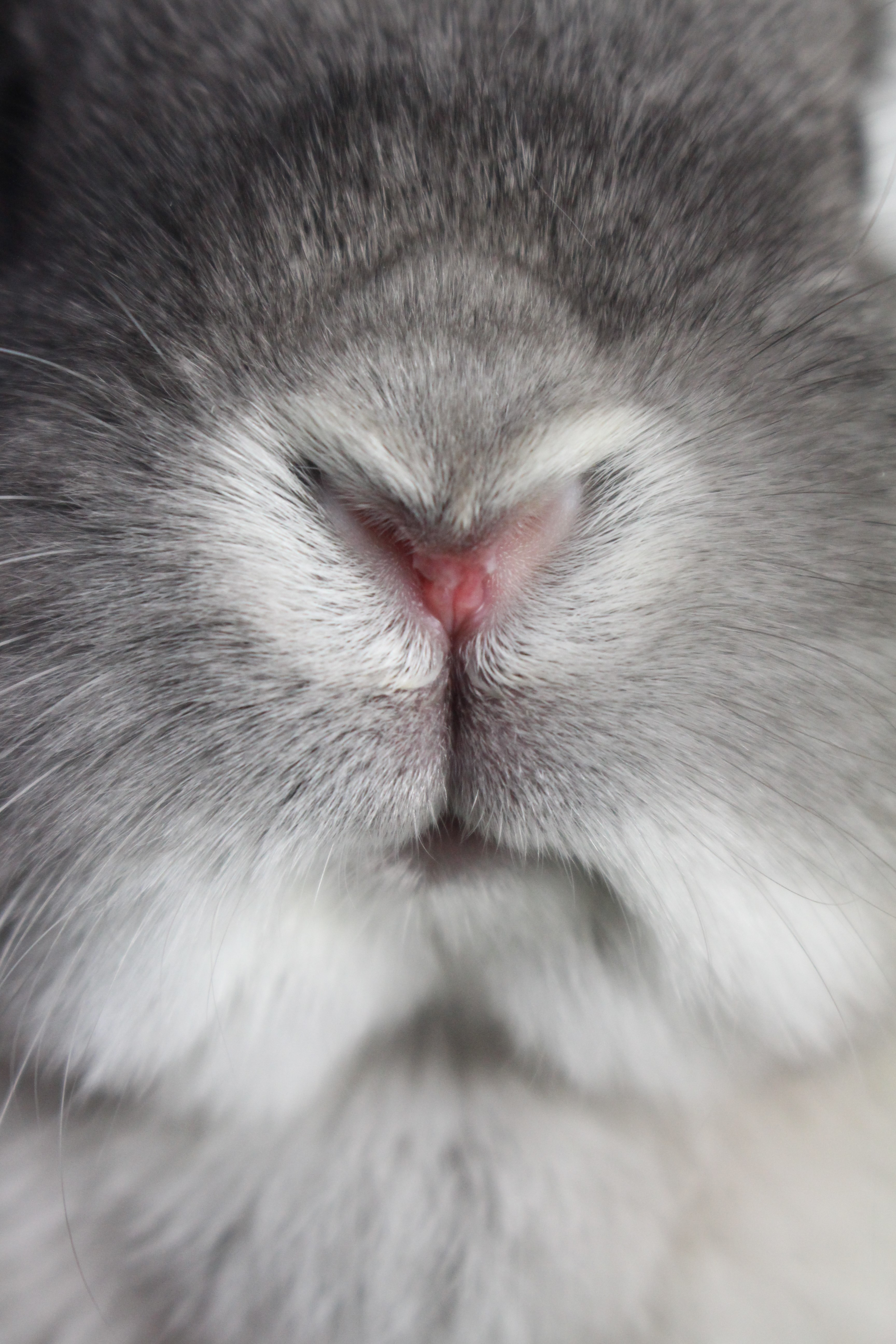 Nahaufnahme der Nase eines grauen Hasen