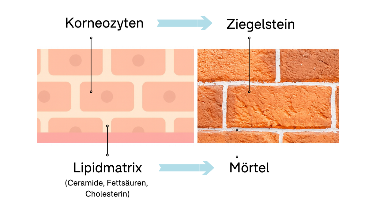 Hautbarriere veranschaulicht als Ziegelmauer, bei der die Hornzellen die Ziegel darstellen und die Fette und Ceramide den Zement als Bindeglied