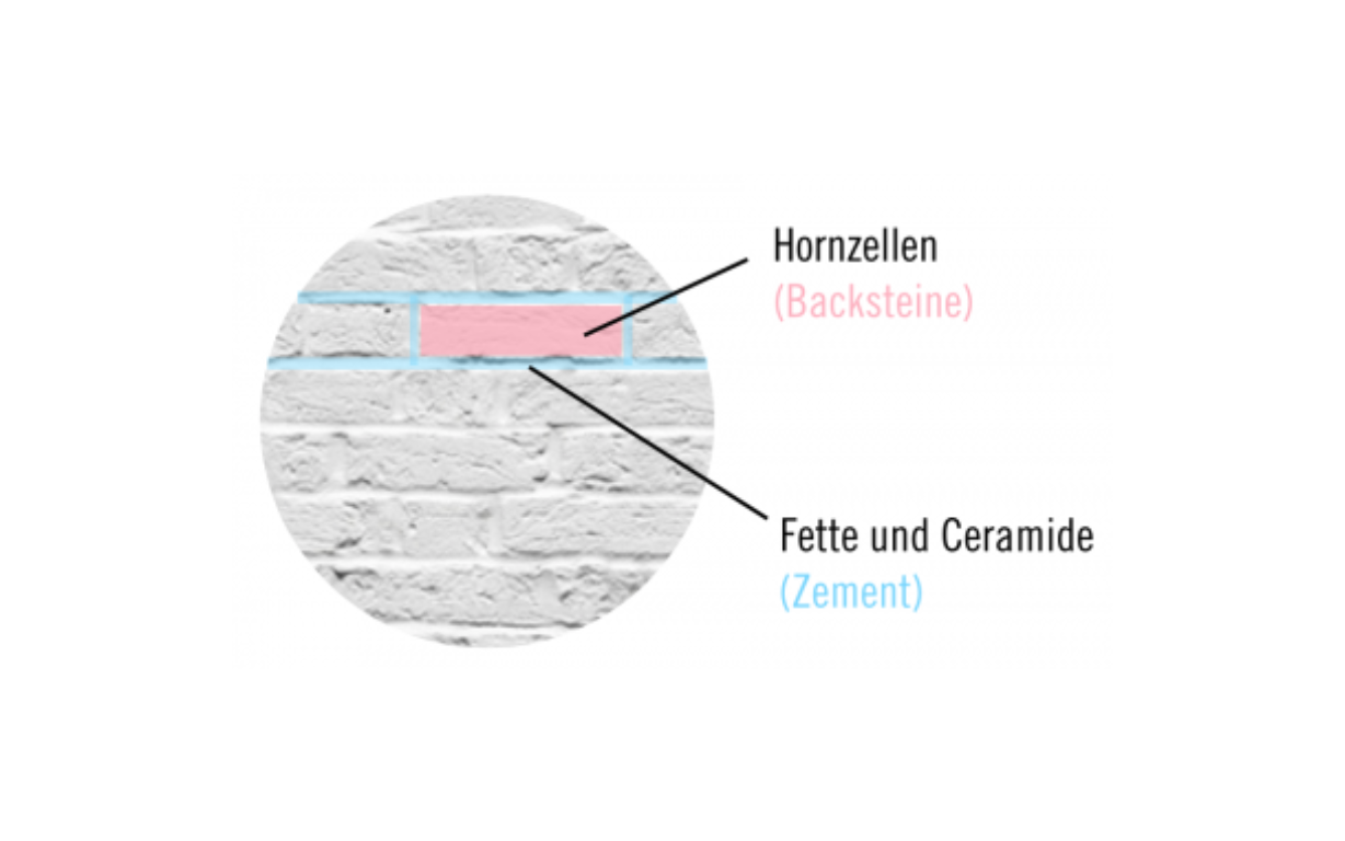 Hautbarriere veranschaulicht als Ziegelmauer, bei der die Hornzellen die Ziegel darstellen und die Fette und Ceramide den Zement als Bindeglied