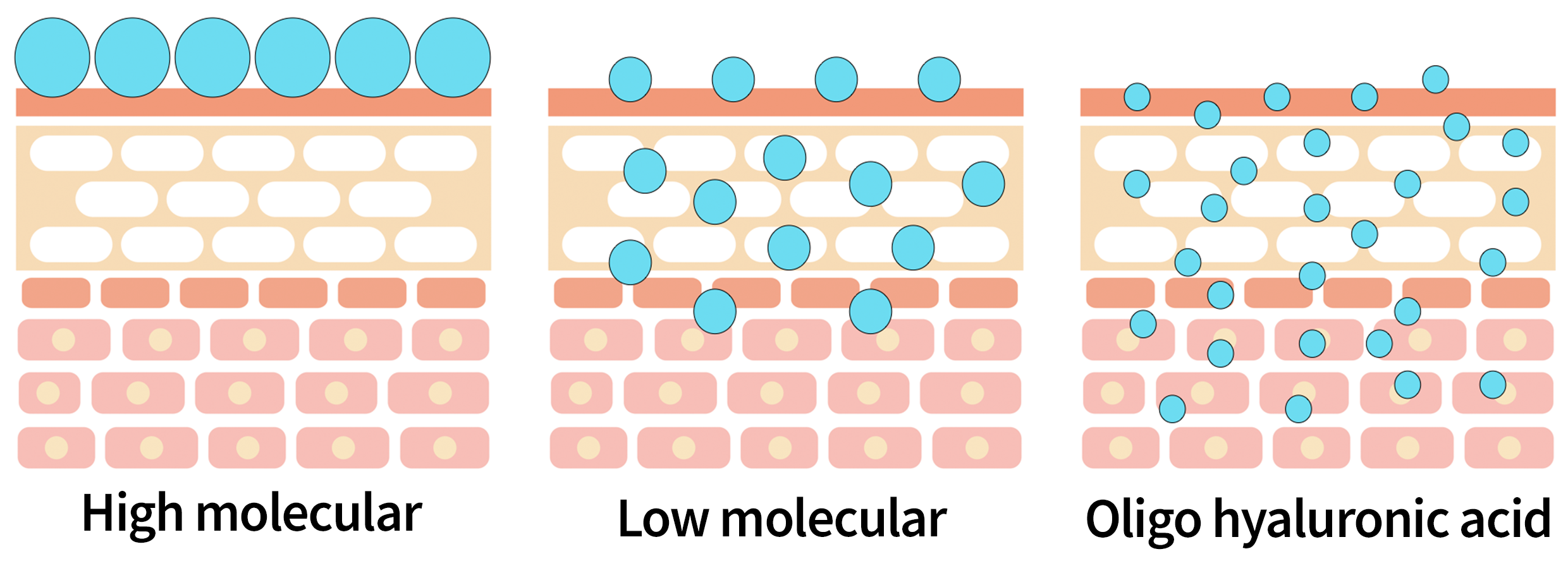 Effect of hyaluron in the skin depends on the size of the molecule