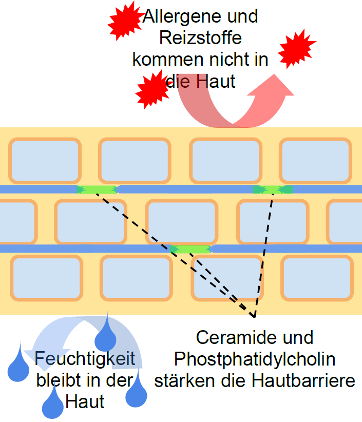 Gestörte Hautbarriere durch Ceramide und Phosphatidylcholin reparieren 