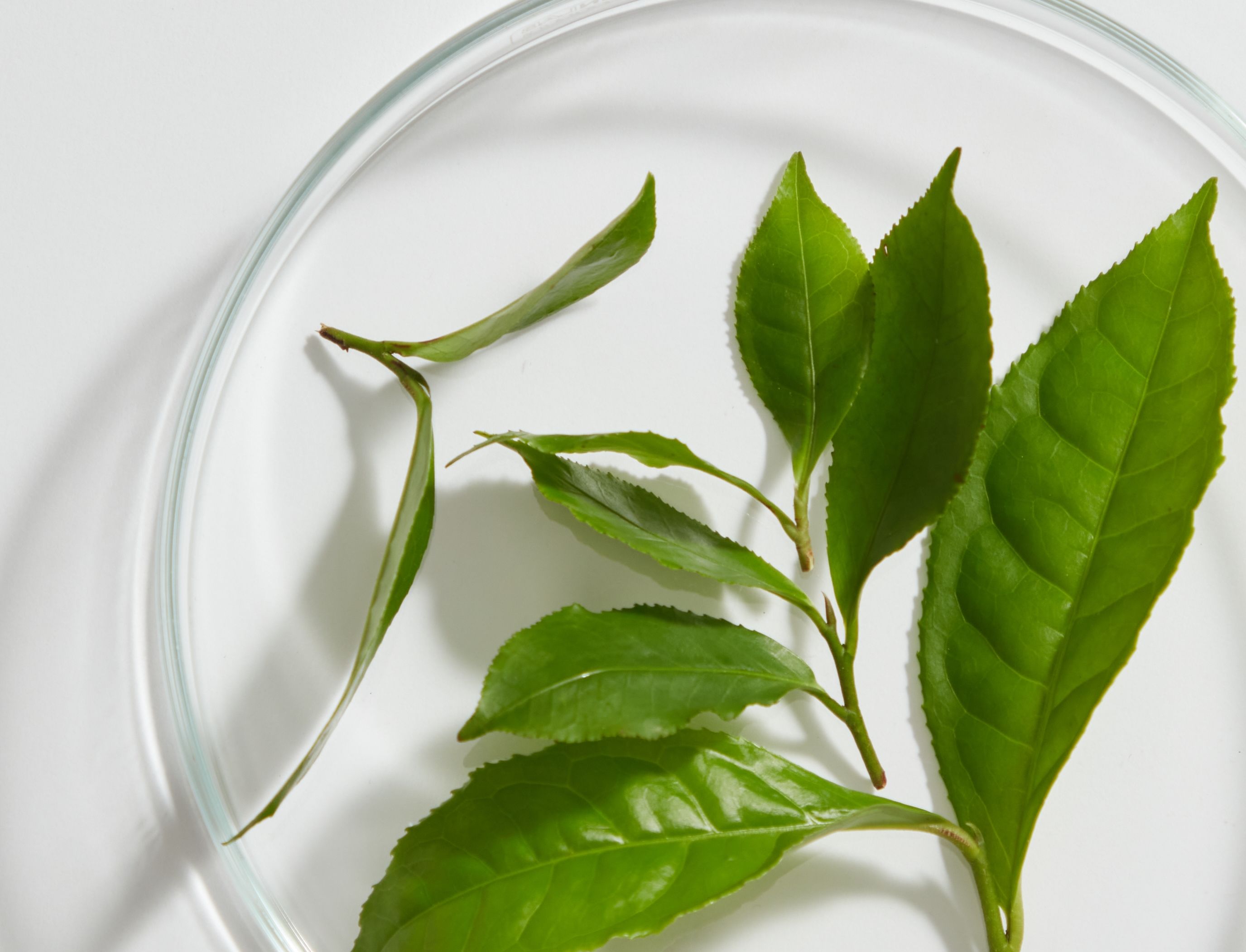 Zwei von oben fotografierte Grüntee-Stängel mit mehreren Blättern liegen in einer Petrischale auf hellgrauem Hintergrund