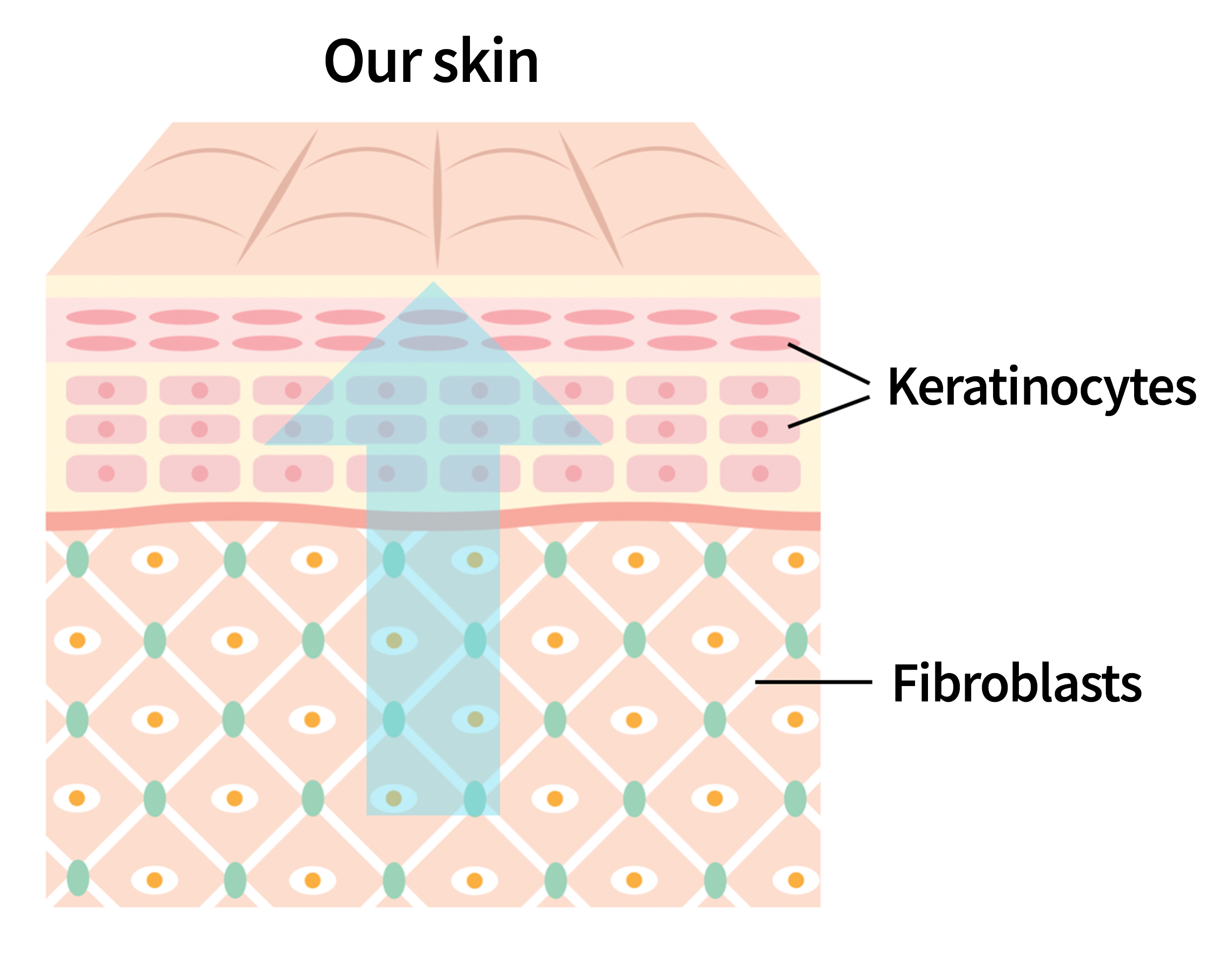 How panthenol works in the skin