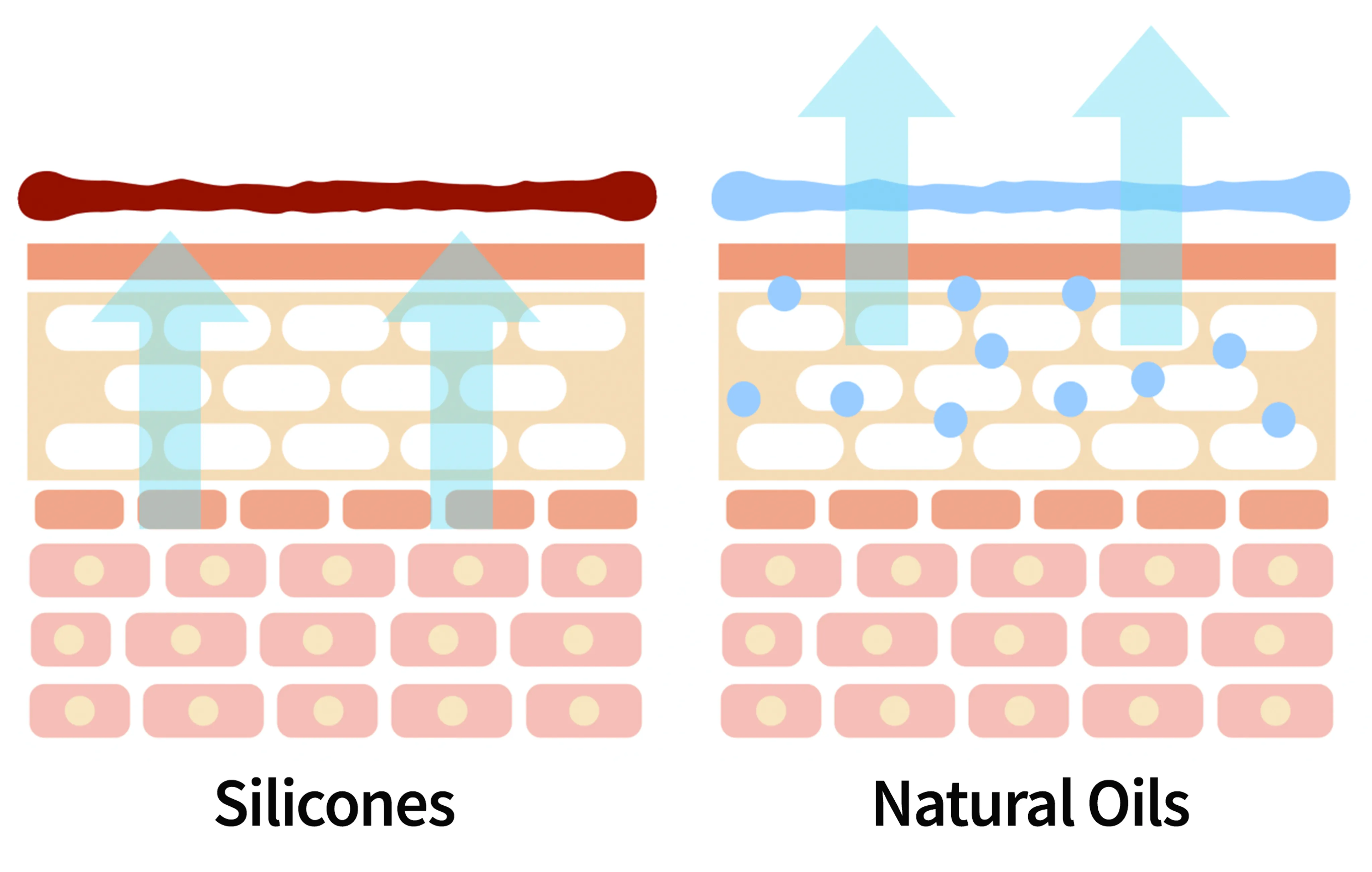 Illustration of the layers of the skin showing how silicones seal the skin's surface and how natural oils do not.