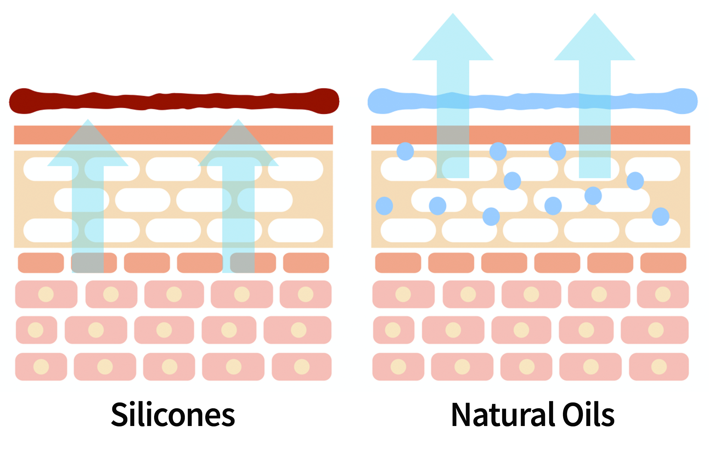 Illustration of the layers of the skin showing how silicones seal the skin's surface and how natural oils do not.