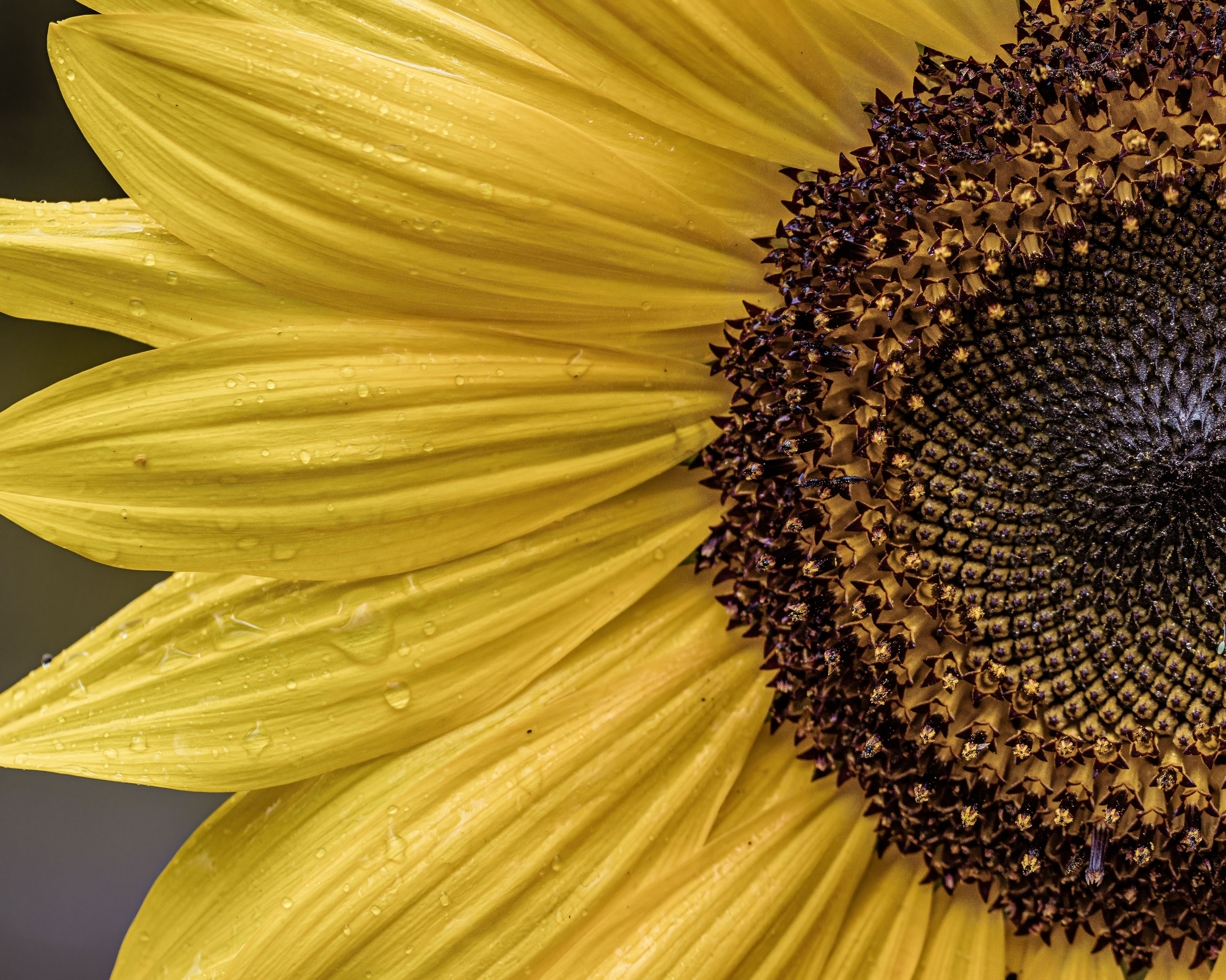 Nahaufnahme einer Sonnenblume symbolisiert Sunfloweroyl Methylglucamide, ein mildes Tensid auf Sonnenblumenbasis