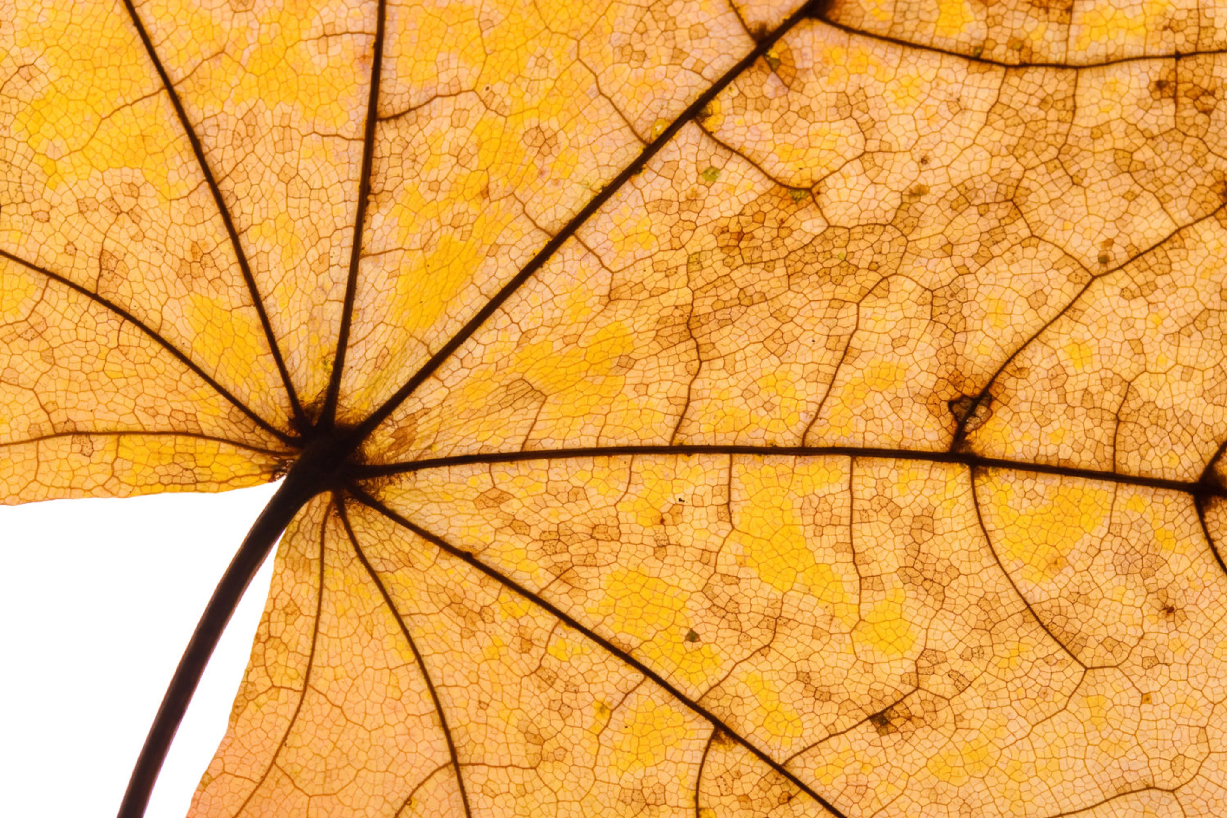 Herbstwetter und trockene Haut