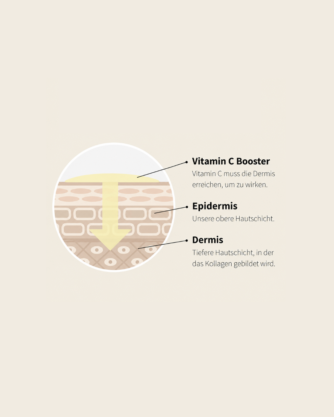 Entscheidend ist nicht nur, wie viel Vitamin C eine Pflege enthält, sondern ob es die relevanten Hautschichten erreicht. Genau das haben wir testen lassen: Unsere Penetrationsstudie zeigt, dass die Ascorbinsäure des Vitamin C Boosters bis in tiefere Hautschichten gelangt.