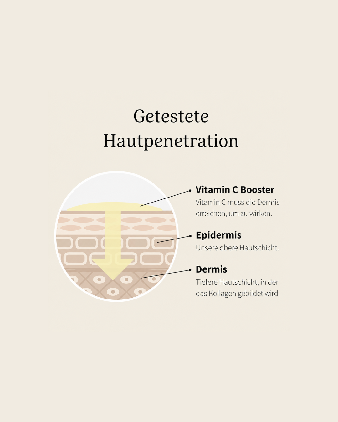 Vereinfachte Darstellung der untersuchten Penetration von Vitamin C durch die Hautschichten