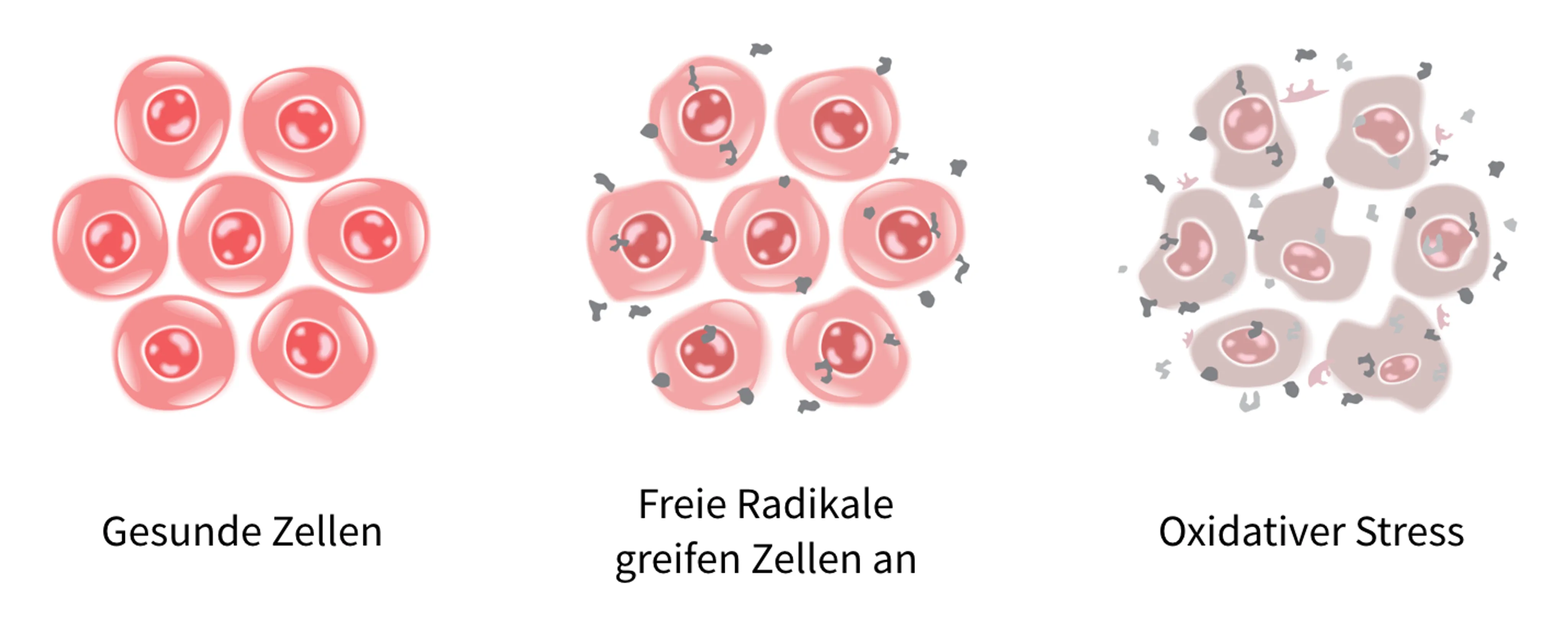 Freie Radikale schädigen unsere Zellen