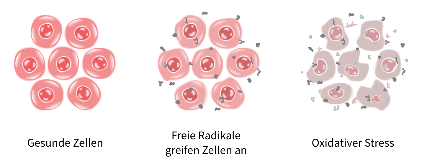 Freie Radikale schädigen unsere Zellen