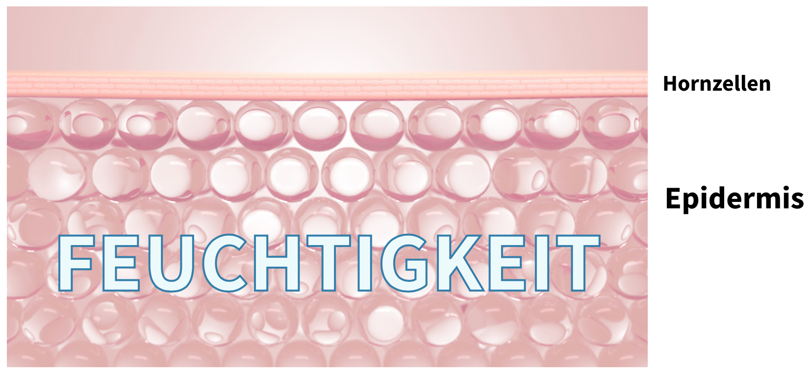 Feuchtigkeit wird in der Epidermis gespeichert