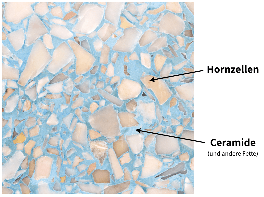 Hautbarriere besteht aus Hornzellen umringt von Wasser und Lipiden 