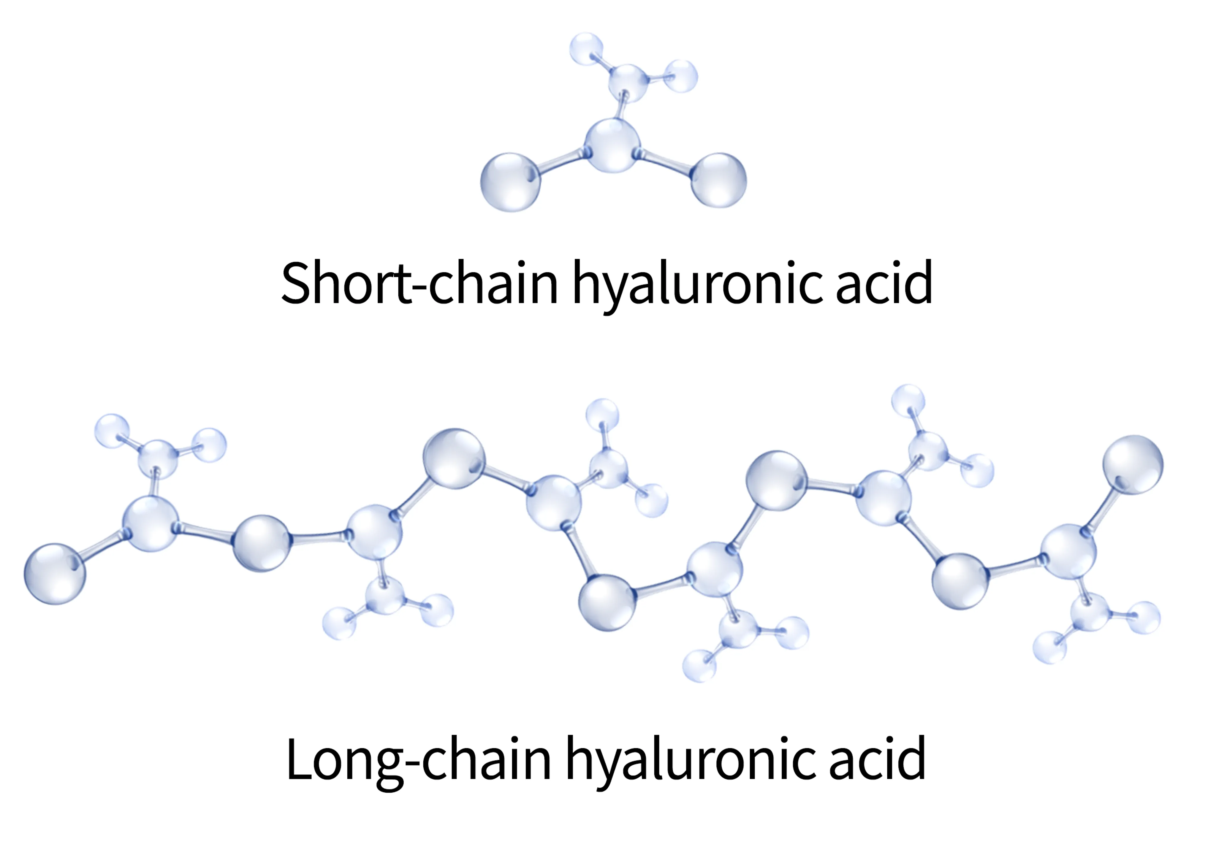 Short-chain and long-chain hyaluronic acid