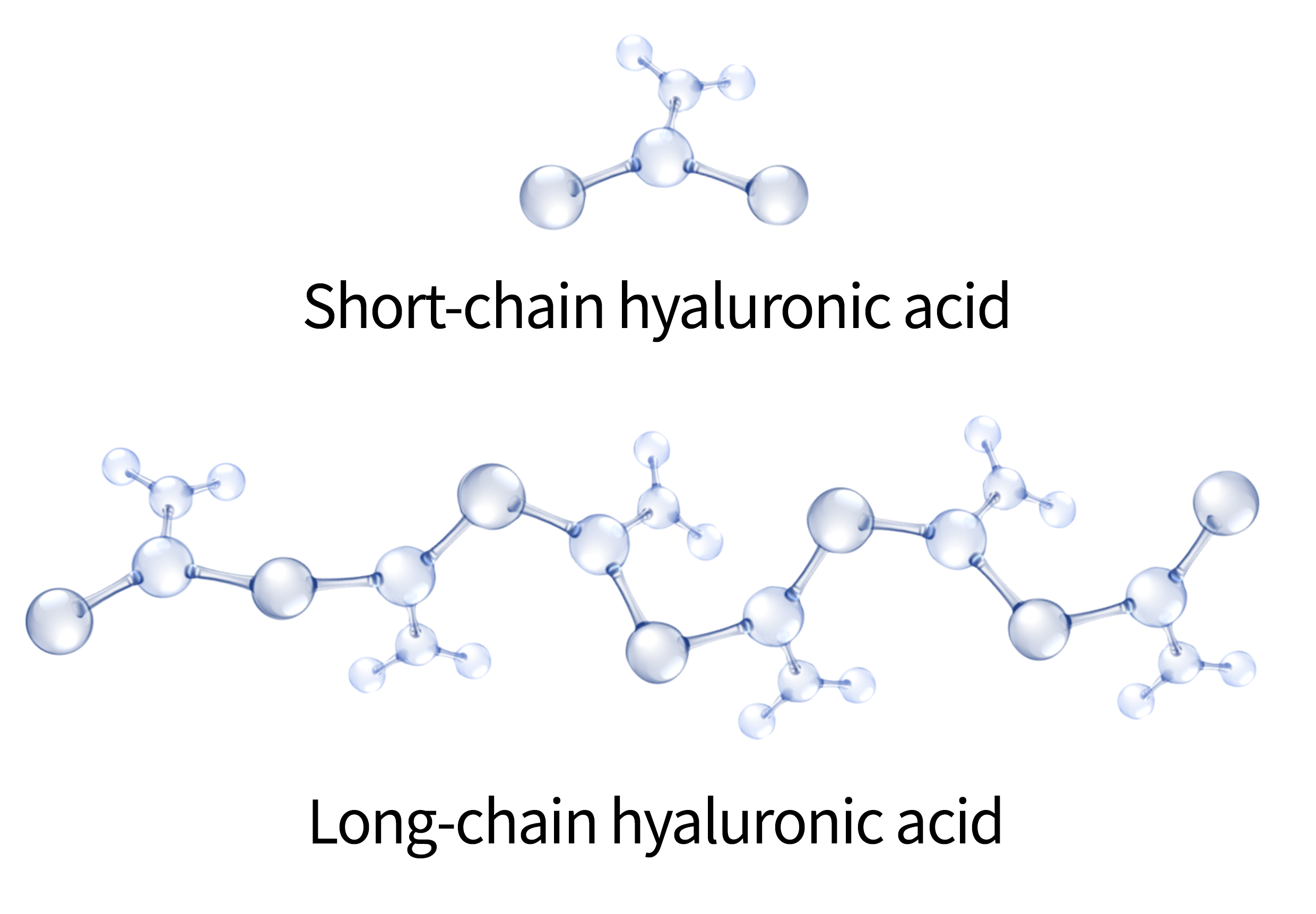 Short-chain and long-chain hyaluronic acid