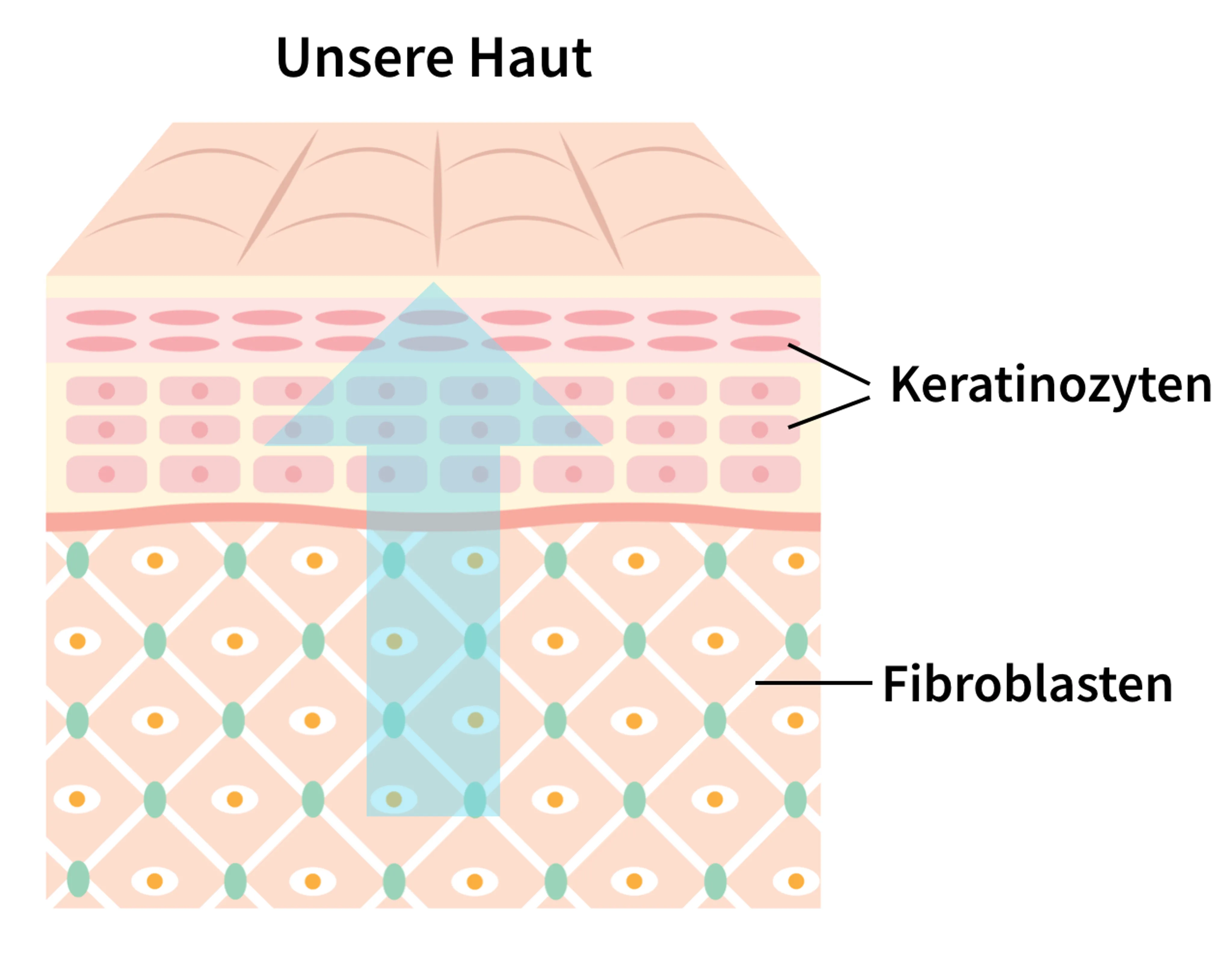Wirkweise von Panthenol in der Haut