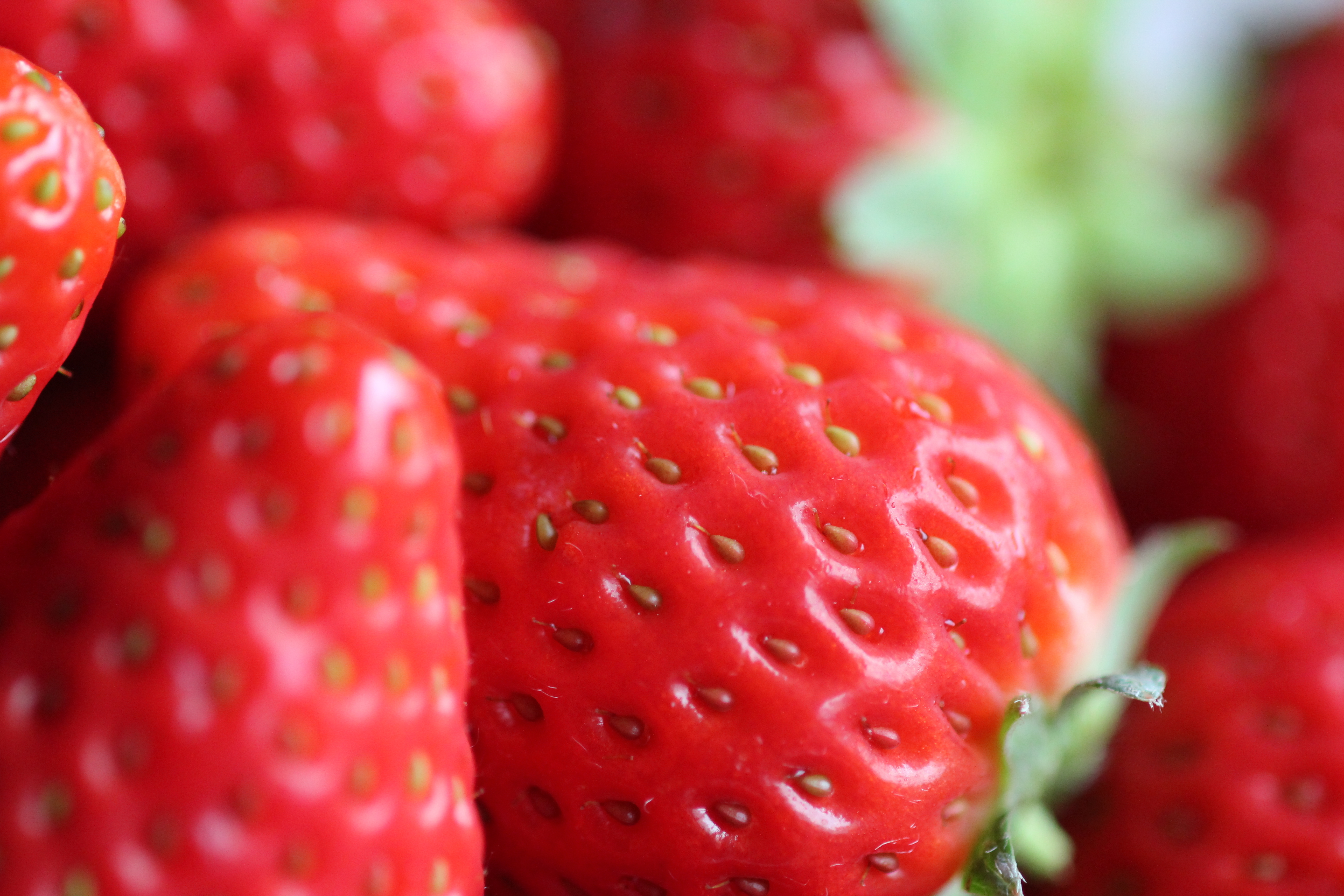 Nahaufnahme saftiger Erdbeeren mit deutlich erkennbaren Samen – die natürliche Quelle für wertvolles Erdbeersamenöl, das reich an Antioxidantien und essentiellen Fettsäuren ist.