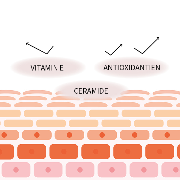 Grafische Darstellung der Hautschichten und der Hautoberfläche. Vitamin E, Antioxidantien und Ceramide symbolisieren Schutz vor äußerlichen Einflüssen