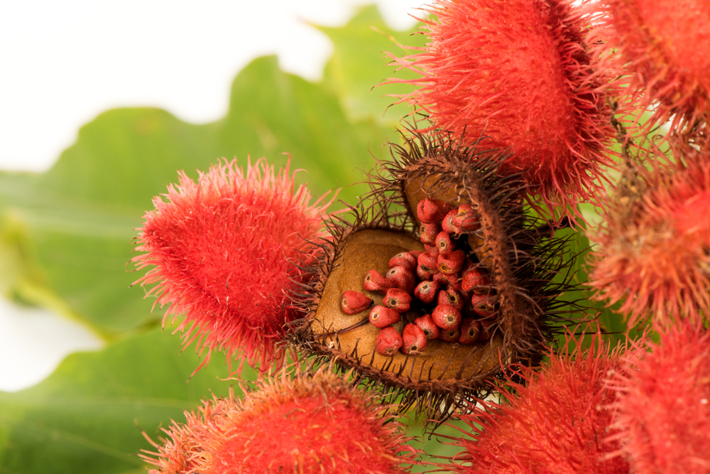 Tocotrienole in der Annatto Frucht