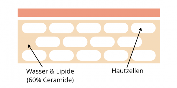 Vorkommen von Ceramiden in der Hautschicht