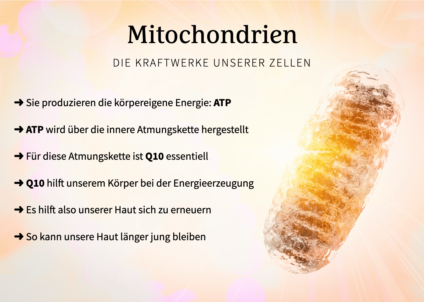 Mitochondrien sind Kraftwerke unserer Zellen, Produzieren ATP und brauchen Q10