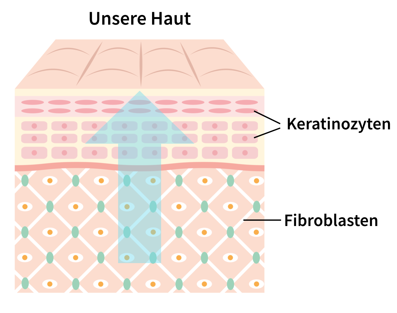 Wirkweise von Panthenol in der Haut